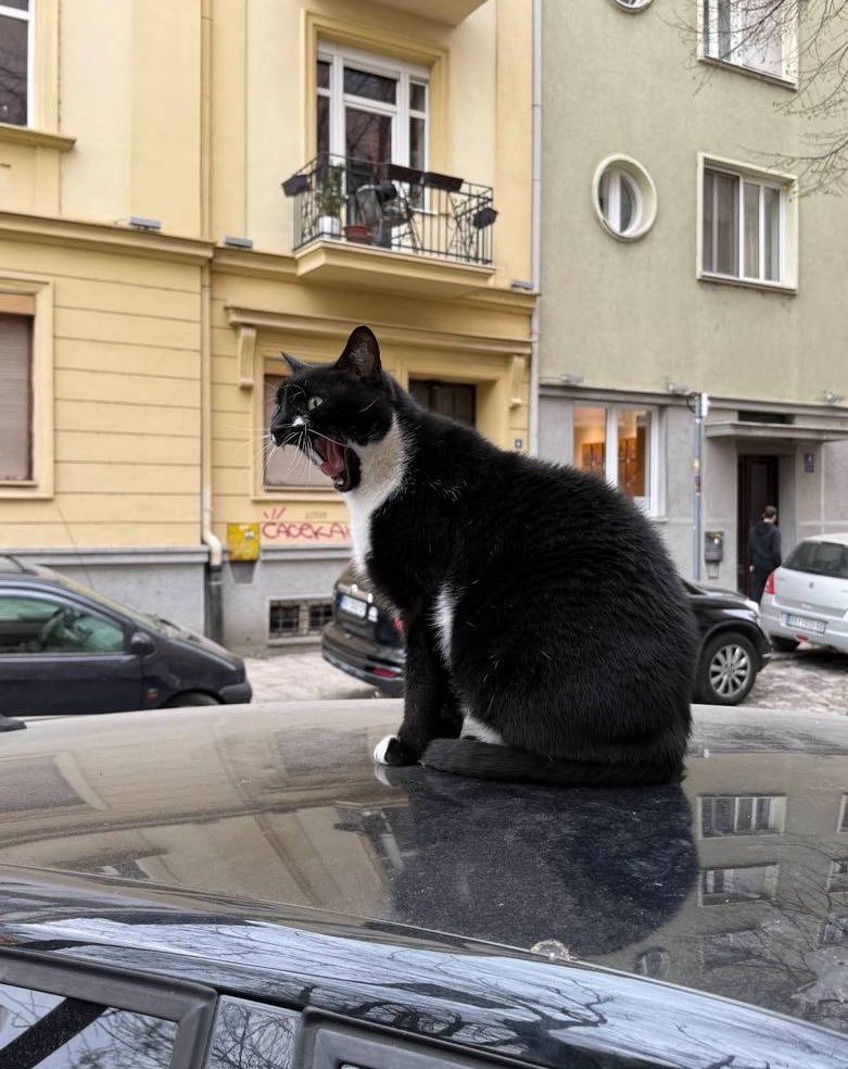 ukusi srbije 🏳️‍🌈 tweet media