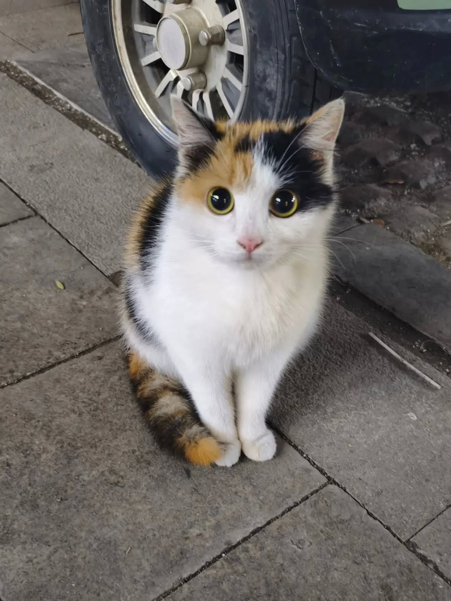 No Context Cats tweet media