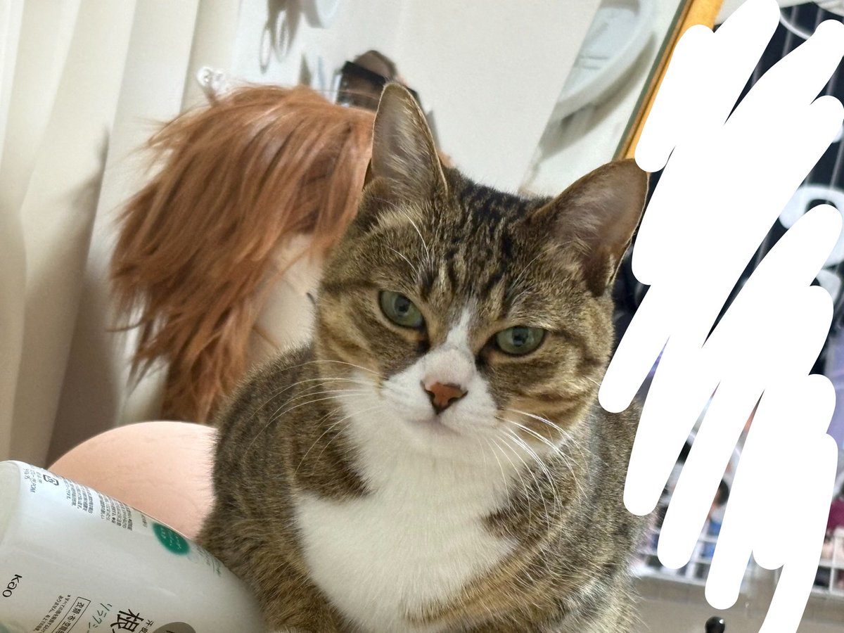 廻 5月新規予定❌ tweet media