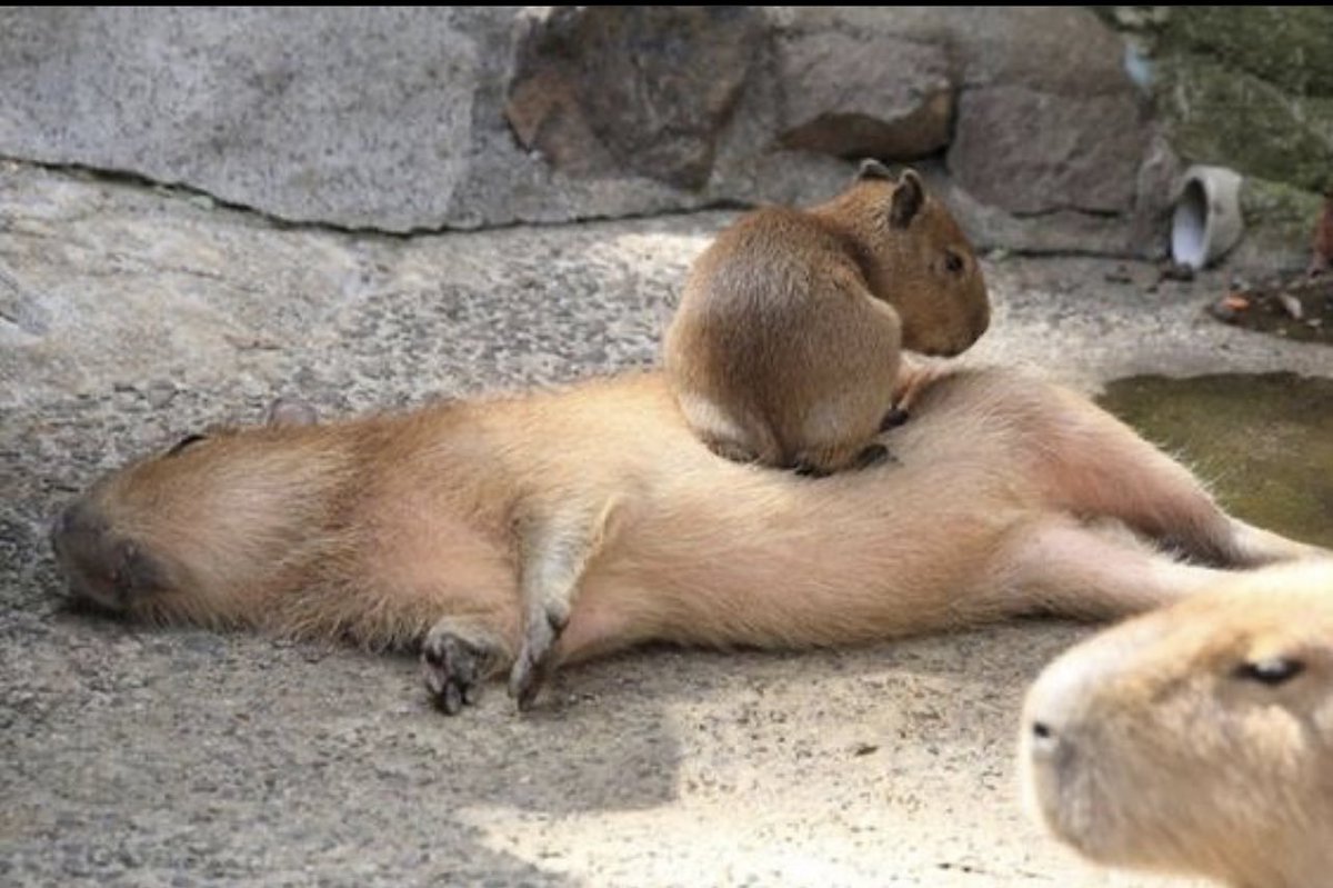 xのカピバラ tweet media