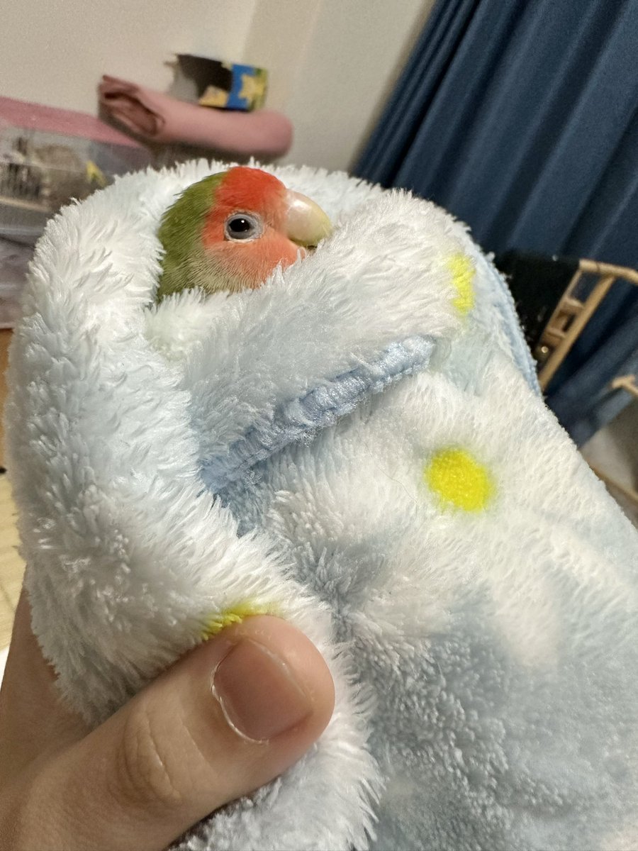 トリアタマ tweet media