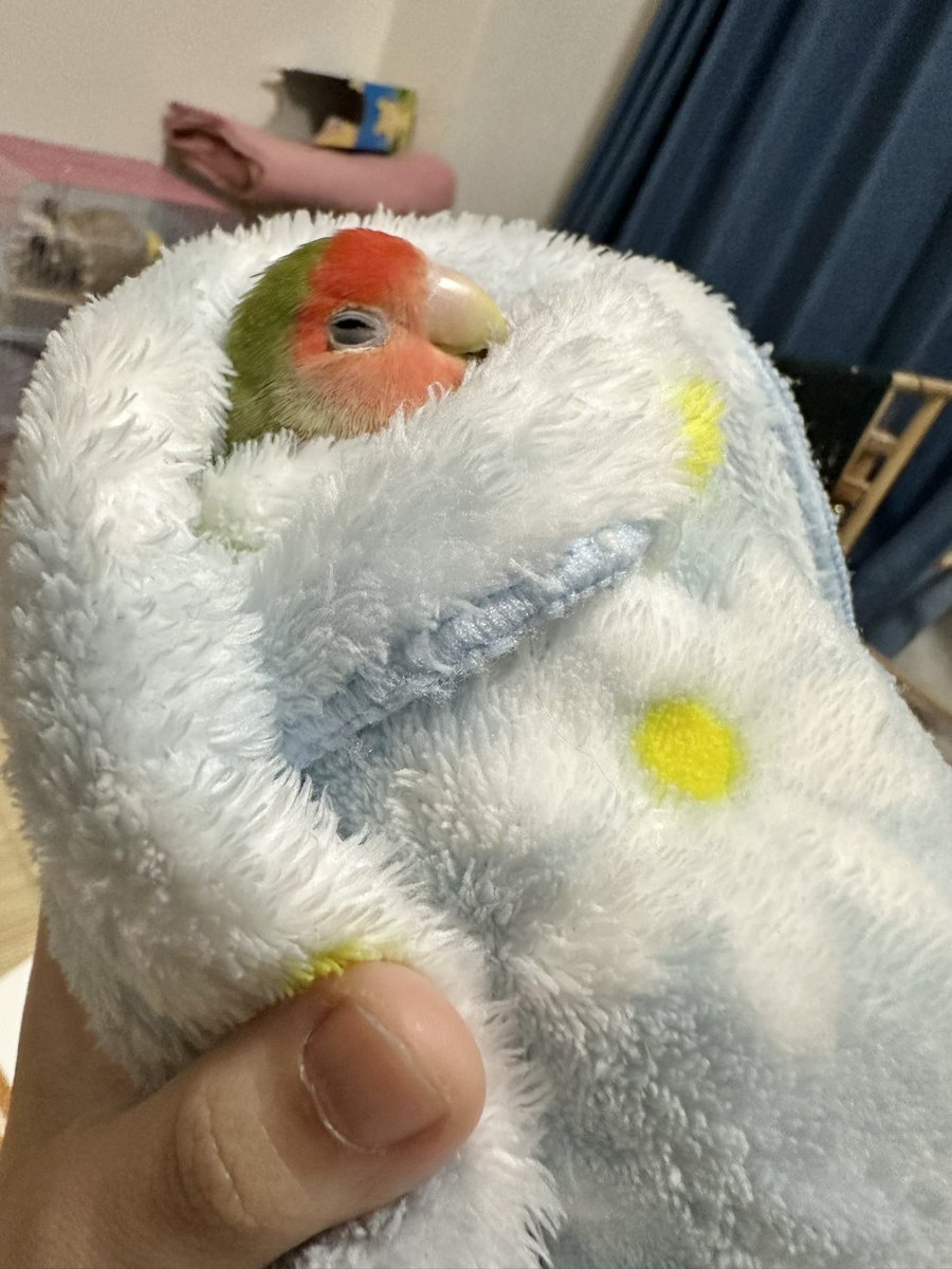 トリアタマ tweet media