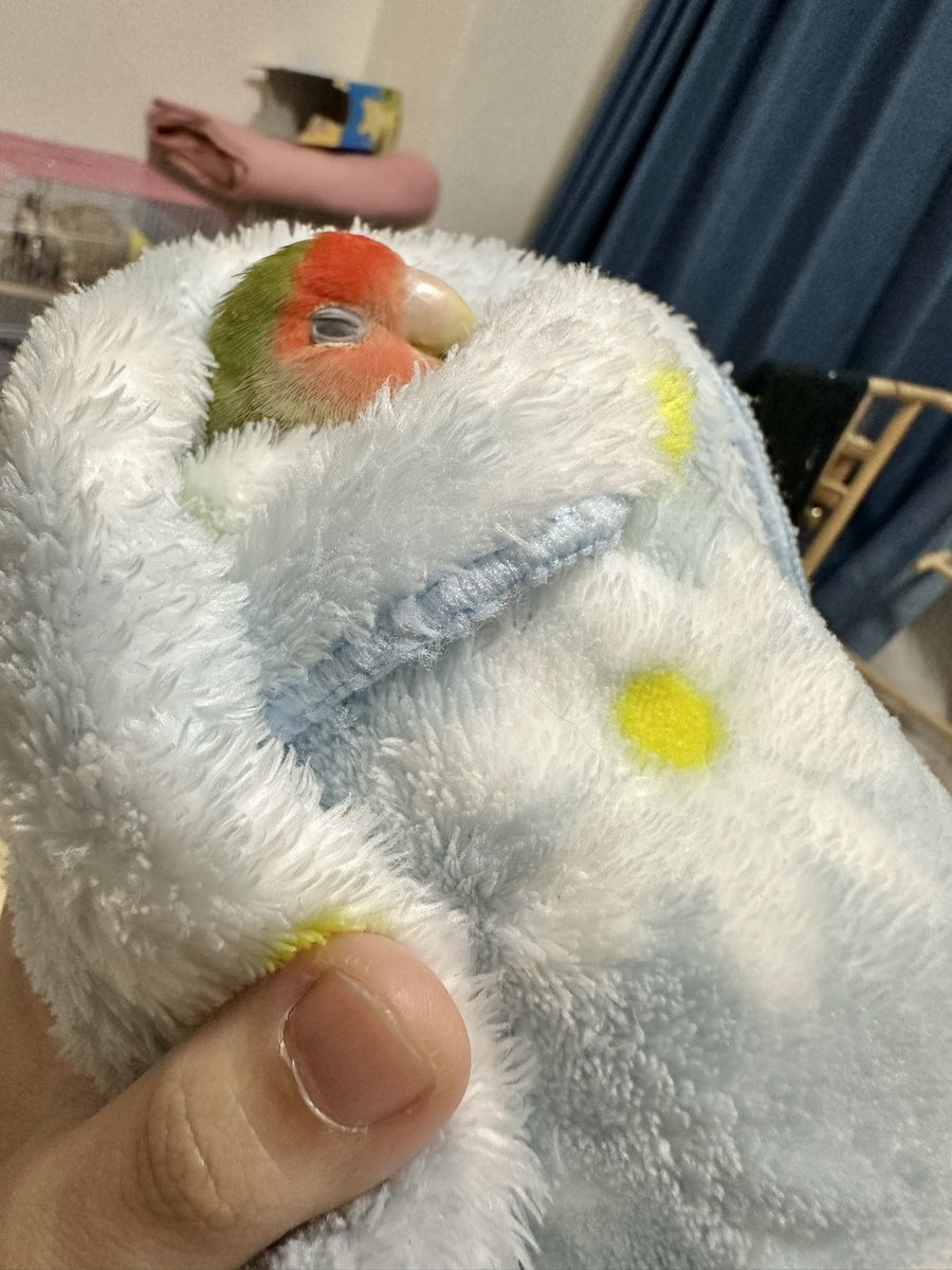 トリアタマ tweet media