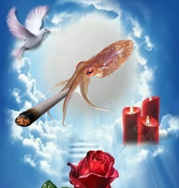 Imperfectumes𓆝fish of edtwt tweet media