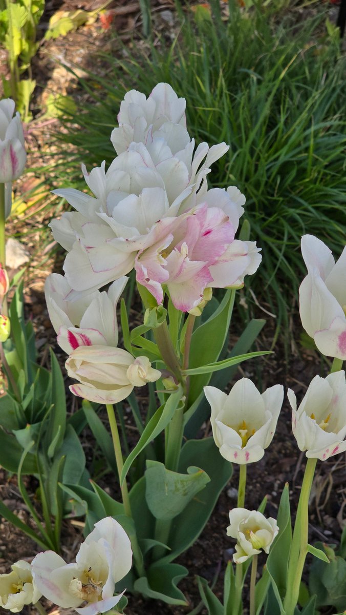 국립세종수목원 봄꽃 관람 이미지(온라인 공유 사진)