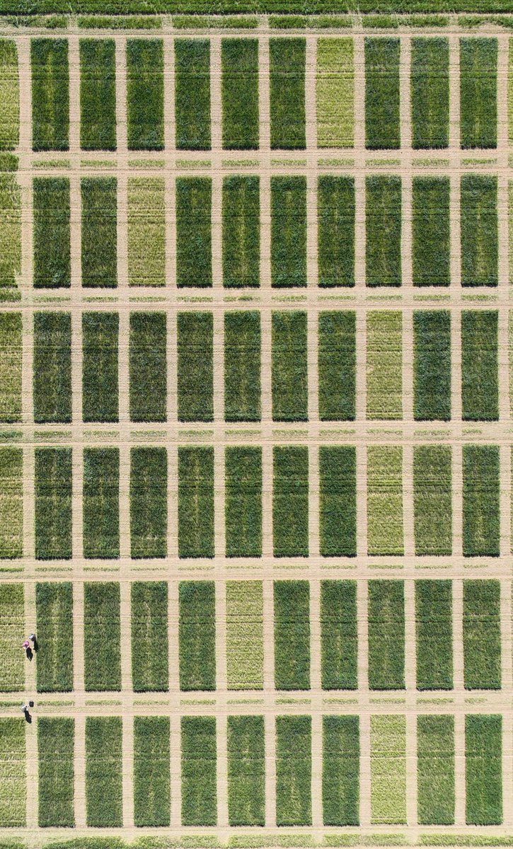 dp_booty's tweet photo. The trials team test flew the new drone today. Very easy to pick out the no nitrogen plots in this winter wheat trial https://t.co/XnoRZgdmlA