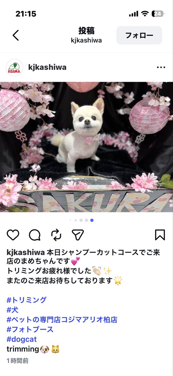 funachan0730's tweet photo. マメたん春のトリミング
トリミング前はモフモフでした〜
🌺躑躅が満開のパトロール https://t.co/jSPcXJRMek