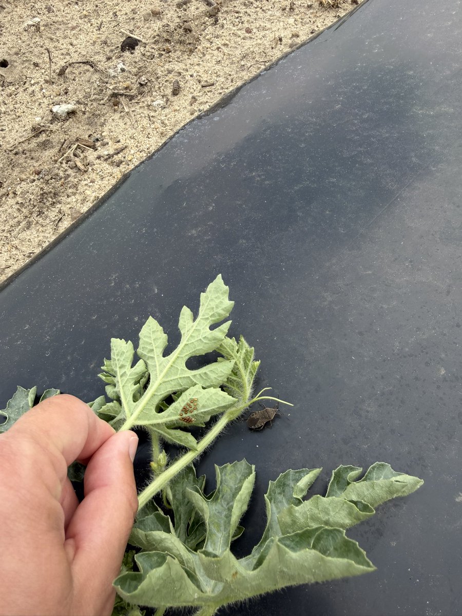 BSuthAg's tweet photo. First squash bugs of the season. https://t.co/Eo7L8opQs7