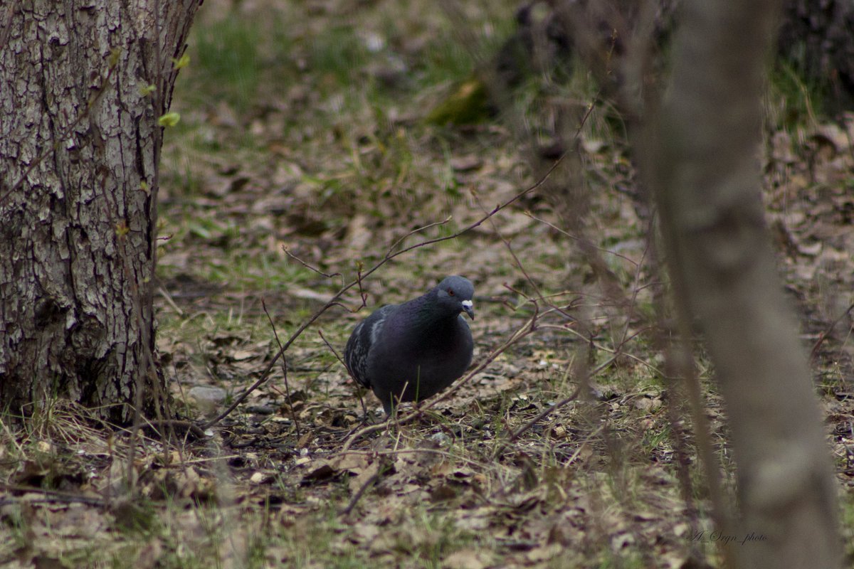 Лисья курочка tweet media