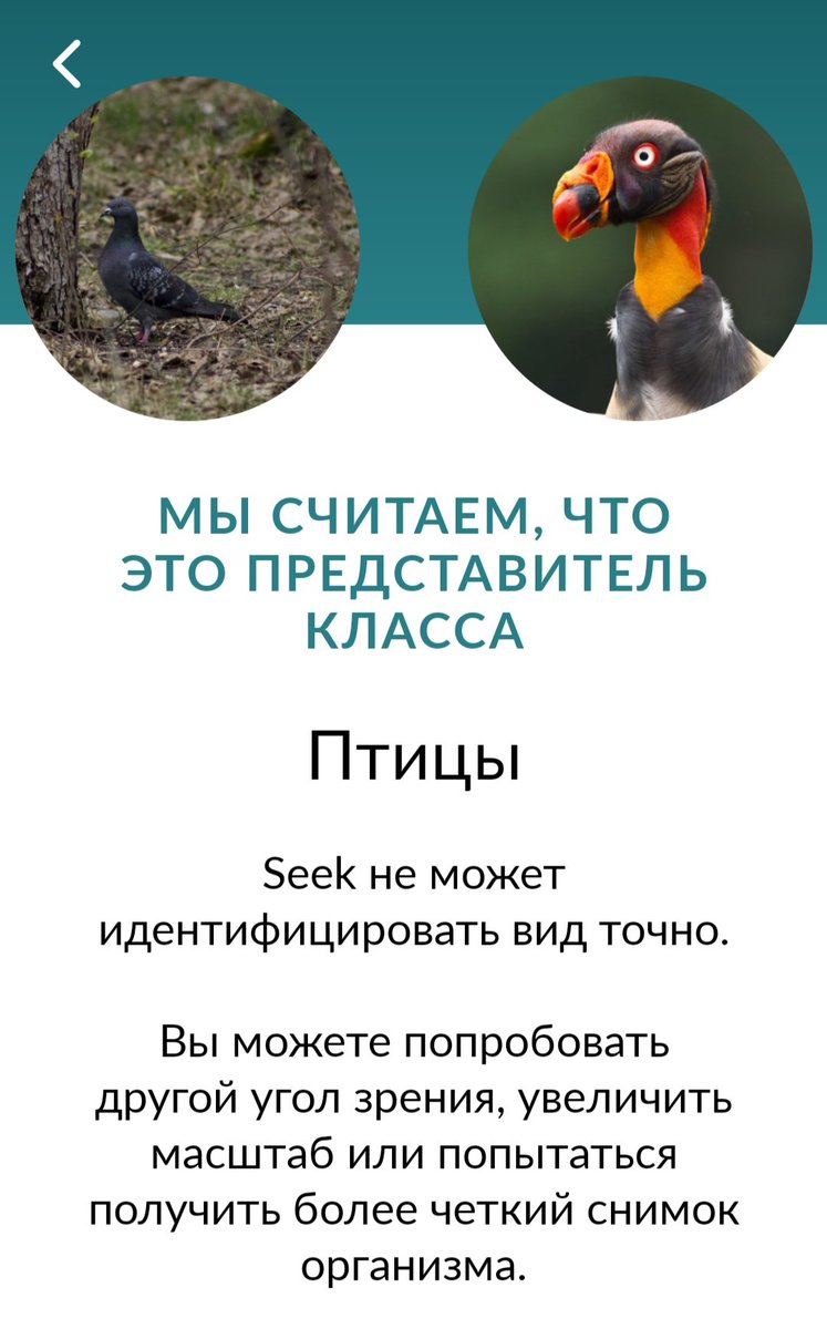 Лисья курочка tweet media