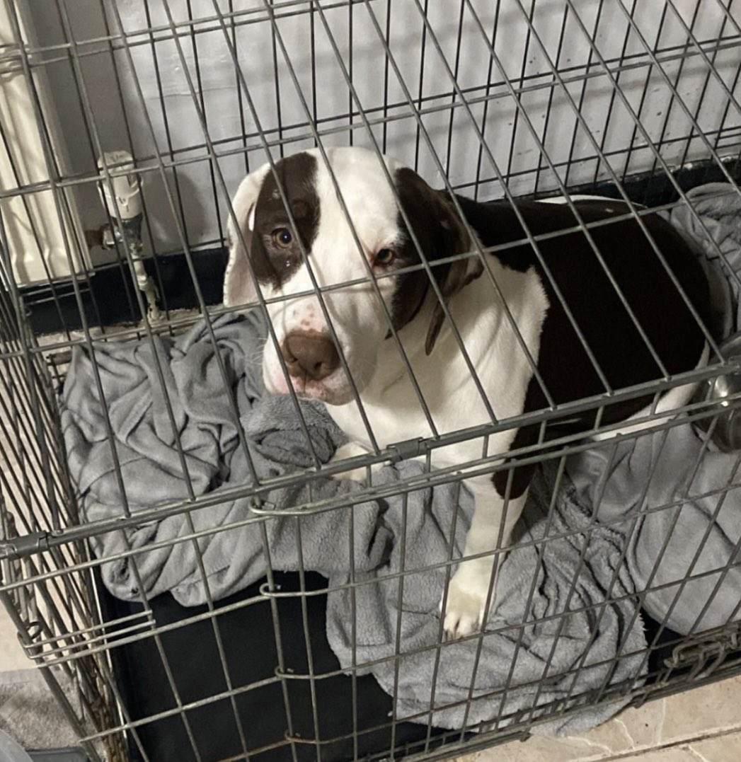 rosieDoc2's tweet photo. #SpanielHour
pup #Sprocker was taken from rescue #CoDurham was meant to be taken back to be spayed at correct age BUT they apparently have bred from her
Had puppies near FEB26 time
WHERE IS SHE?
BOE / LOLA ?
https://t.co/F1hoghPhIM
@qu1ncey @The_Animal_Team @Harveysarmy1 https://t.co/40E2VdicC5