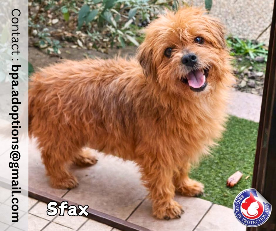 Brigade de Protection Animale – BPA tweet media