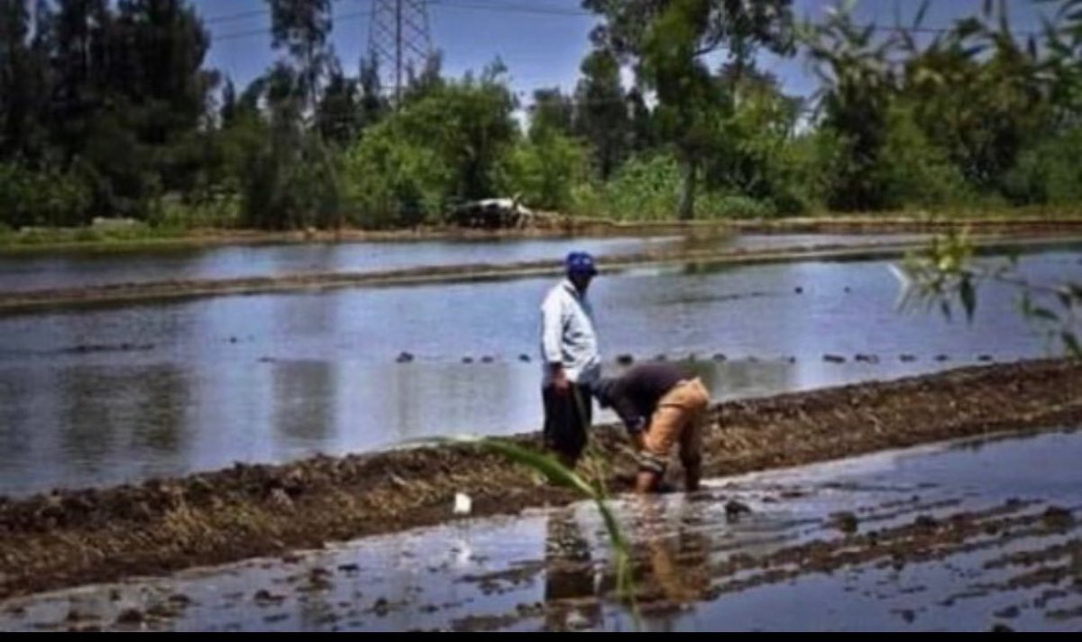 RenaissanceDam's tweet photo. Title: Cairo Screams “Life or Death” While Pumping the Nile Into the Desert

President @AlsisiOfficial keeps telling the world that the Nile is a “life and death” issue for Egypt, that the river supplies more than 98 percent of Egypt’s water, and that Cairo will not compromise on its “vital water interests.” That is the line Egypt wants the world to hear. But Egypt’s own official numbers tell a much uglier story.

Egypt’s own 2026 figures say annual water demand is 88.55 bcm: 68.1 bcm for agriculture, 12.45 bcm for drinking water, 5.5 bcm for industry, and 2.5 bcm for other uses. Another official 2026 frame gives 65.35 bcm/year of renewable resources and 23.2 bcm/year reused. A separate official strategy frame gives 59.25 bcm/year of conventional resources, a 20.75 bcm gap, 20 bcm/year of virtual-water imports, and 21 bcm/year of reuse, with a resource mix of 55.5 bcm Nile water, 2.1 bcm deep groundwater, 1.3 bcm rainfall and flash floods, and 0.35 bcm desalinated water. Cairo is not surviving on raw Nile flow alone. Cairo is already surviving through storage, reuse, groundwater, desalination, and imported virtual water.

Now do the arithmetic Cairo prefers not to say out loud. Out of 88.55 bcm, agriculture takes about 76.9%. Drinking water takes about 14.1%. So when Cairo performs this dispute as if it is only about a thirsty child with an empty cup, its own numbers say something else: this is overwhelmingly an agriculture-heavy state allocation problem. The slogan hides a giant irrigation economy behind the image of household survival. That is the first deception.

The famous “98% Nile” line is another deception. It is political shorthand, not a stable engineering ratio across Egypt’s own official accounting frames. Take Egypt’s own 55.5 bcm Nile figure. Against the 65.35 bcm frame, that is about 84.9%. Against the 59.25 bcm conventional-resource frame, that is about 93.7%. Against the full 88.55 bcm annual-demand frame, it covers only about 62.7%. So which Egypt is Cairo asking the world to believe, the Egypt of official accounting, or the Egypt of slogans?

Then comes the part Cairo most wants hidden: storage. Egypt’s own Ministry of Water Resources and Irrigation says the High Dam and Lake Nasser system was designed for a maximum water level of 183 m and a storage capacity of 169 bcm, divided into 31.6 bcm dead storage, 89.7 bcm to guarantee average annual discharge, and 47.7 bcm for flood protection. The same official page says the spillway can discharge 200 million m3/day. This is not a country standing with one cup of water in its hand. This is a state operating one of the largest hydraulic buffers on Earth.

And Cairo forgets its own history whenever it acts helpless. Official public records say that during the low-flow sequence from 1979 to 1987, Egypt drew down nearly 70 bcm from Lake Nasser storage to cover natural deficits. Read that again. Seventy bcm. A state that can withdraw nearly seventy bcm from strategic storage cannot honestly act as if every upstream fluctuation means instant national collapse.

Then comes the evaporation hypocrisy. Cairo lectures Ethiopia about “lost water,” while one of Egypt’s biggest losses is Lake Nasser evaporation. Peer-reviewed studies place Lake Nasser evaporation broadly in the 10 to 16 bcm/year range, with some estimates around 12.3 to 12.9 bcm/year over 2001 to 2013. By contrast, the widely cited Nile operations study in Nature Communications estimates GERD net evaporation at about 1.7 bcm/year, partly offset by about 1.1 bcm/year of reduced evaporation in the High Aswan reservoir once the system reaches a new equilibrium. So when Cairo screams about upstream “waste,” it conveniently forgets that it stores massive volumes in a desert reservoir where huge amounts vanish into the air every year.

And then there is the desert-expansion story, the part that blows up the entire morality play. Cairo says every drop is life and death. Then Cairo’s own official project pages show that New Delta is not a treated-wastewater-only story. The Egyptian Presidency says treated wastewater is moved through a 170 km canal and 17 lifting stations to a treatment plant with capacity of 7.5 million m3/day, while a 41 km canal extension carrying 10 million m3/day is meant to cultivate about 700,000 additional feddans. The same page says 350,000 feddans are already reclaimed using 2,600 pivots, and ties the “Future of Egypt” component to 1.05 million feddans within a broader 2.2 million feddan New Delta target. NASA independently describes the New Delta as a 2.2 million feddan desert expansion supplied by treated wastewater, pumped groundwater, and a canal connected to the Rosetta branch of the Nile. That point matters. Cairo cannot hide behind the claim that this is only recycled water and therefore outside the Nile argument. It is not only recycled water. It is a multi-source desert-expansion scheme.

The arithmetic makes that even clearer. 7.5 million m3/day is about 2.74 bcm/year. Spread across 2.2 million feddans, that alone is nowhere near enough to explain the whole project. That is exactly why Egypt’s own public descriptions add other sources: groundwater and Nile-linked conveyance. So no, the morality problem does not disappear just because Cairo says “treatment plants.” Egypt’s own public record shows a broader reality: treated water is part of the system, but so are groundwater extraction and direct Nile-linked supply. That is not mere survival. That is strategic expansion.

The most politically explosive number in the whole record is still the Reuters Jirian figure. Reuters reported that Egypt plans to route about 10 million m3/day of Nile water, roughly 3.65 bcm/year, about 7% of Egypt’s self-claimed annual Nile quota, to the Jirian desert city corridor while helping irrigate the adjacent 2.28 million-acre New Delta agricultural project. Let that sink in. Cairo tells the world the Nile is “life and death,” then moves about 7% of its annual quota into a desert-city and frontier-agriculture corridor designed to raise land values and expand development. That is not emergency drinking water. That is regime-priority water.

Sinai tells the same story. The Egyptian Presidency says the Bahr El-Baqar wastewater-treatment plant has a daily capacity of 5.6 million m3/day and supports the reclamation of 456,000 feddans, with treated water sent under the Suez Canal into Sheikh Jaber Canal. That is about 2.04 bcm/year of treated water going into frontier development. Again, this is not a country behaving as if every contested cubic metre is reserved only for existing subsistence needs. This is a state making deliberate choices about where water goes.

Toshka and export agriculture deepen the contradiction again. The Egyptian Presidency says Toshka farm covers about 60,000 feddans, irrigated through a pumping station with 7 pumps supplying about 7,000 m3/hour, including 40,000 acres of date palms and about 2.5 million palm trees. At the same time, Egypt’s own official reporting says agricultural exports hit a record 9.5 million tons worth $11.5 billion in 2025, with citrus at about 2 million tons and potatoes at about 1.3 million tons. Cairo cannot honestly tell the world that all Nile water is simply household survival water while also using water to support large export-oriented agricultural systems. If this is truly “life and death,” then why is so much of it leaving the country as dates, citrus, and potatoes?

And since Cairo loves saying “we have no alternative,” let us talk about alternatives. Egypt’s own 2026 public record says it has 129 operational desalination plants with a combined capacity of 1.411 million m3/day, plus 19 more under construction. The long-term strategy targets around 9 million m3/day by 2050. Egypt Today also reported in April 2026 that Sisi had directed priority attention to the seawater-desalination sector in Sinai. So when Ethiopians ask why Egypt does not lean harder on the Mediterranean, the Red Sea, reuse, and desalination, the honest answer is not “there is no alternative.” The honest answer is that alternatives exist, but Cairo prefers to present them as secondary while turning Ethiopia into the villain.

Then there is the transparency hypocrisy. Egypt is very generous with numbers when those numbers advertise state projects: 88.55 bcm demand, 23.2 bcm reuse, 170 km canals, 17lifting stations, 7.5 million m3/day treatment, 10 million m3/day desert conveyance, 5.6 million m3/day Sinai reuse, 129 desalination plants. But on 5 April 2026, when Egypt’s own ministry said it reviewed Nile inflows, volumes reaching Lake Nasser, High Dam procedures, water levels, discharge rates, and allocations, the accessible public statement still did not publish the actual current Lake Nasser level, live storage, inflow, High Dam release, or turbine-dispatch numbers. So Cairo demands upstream transparency from Ethiopia while withholding a clean weekly operating dashboard for the High Dam and Lake Nasser. That is not principled hydropolitics. That is selective disclosure.

And here is the legal point Cairo never wants to face. International water law is not a doctrine of downstream monopoly. The UN Watercourses Convention makes equitable and reasonable utilization the core principle and states plainly that, absent agreement or custom to the contrary, no use of an international watercourse enjoys inherent priority over other uses. Vital human needs matter, yes, but they do not turn one downstream state’s entire agriculture-heavy, evaporation-heavy, export-oriented, desert-expansion water economy into a permanent veto over an upstream country’s development. Scarcity is real. Scarcity is not a title deed. Dependence is real. Dependence is not ownership.

So let us say it clearly. Nobody denies that Egypt’s water stress is real as most countrie in the world.  What is false is the moral theater that turns that stress into a permanent claim over Ethiopia’s future. Cairo is not just a passive victim. Cairo is also an allocator, a diverter, a pumper, a recycler, a desalination builder, a desert-expansion state, and an agricultural exporter. Cairo’s own numbers expose that truth. That is why the phrase “the Nile is life and death” is not an engineering description. It is a downstream-veto narrative dressed up as survival language. The real question is not whether Egypt needs water. Of course it does. The real question is this: for which use, under which priorities, and at whose expense? For drinking water and basic survival, there is one argument. For export agriculture, desert megaprojects, elite city corridors, and frontier expansion, there is another. Cairo wraps all of them into one sacred bucket and then demands that Ethiopia freeze its development under the weight of that emotional packaging. That is not necessity. That is power wrapped in victim language.

#GERD #BlueNile #NileBasin #Hydrology #WaterPolicy #WaterSecurity #Hydropower #DamEngineering #LakeNasser #NewDelta #Jirian #BahrElBaqar #Toshka #DataNotNoise #Ethiopia #Egypt #Sudan #SouthSudan #Uganda #Kenya #Tanzania #Rwanda #Burundi #DRC #Eritrea @AlsisiOfficial @EGPresidency_AR @MwriEgypt
@MfaEgypt @MFAEgOfficial @EgyptCabinet
@nbiweb