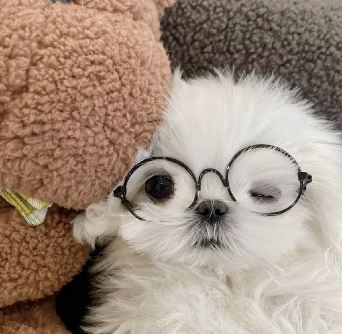 1눈이너무크고동글동글해🥺