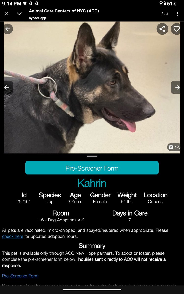 CharBolen's tweet image. KAHRIN💖 #252161  3yr old Girl 💖#Nycacc
ATT GERMAN SHEPHERD LOVERS ⚠️ 
Beautiful young GS girl new at Queens Acc
Abandoned and she needs a loving home 
She's afraid, heartbroken and having a hard time 
with the shelter...at risk 
#RescueOnly
#Foster
#Pledge4Rescue 
Please Foster