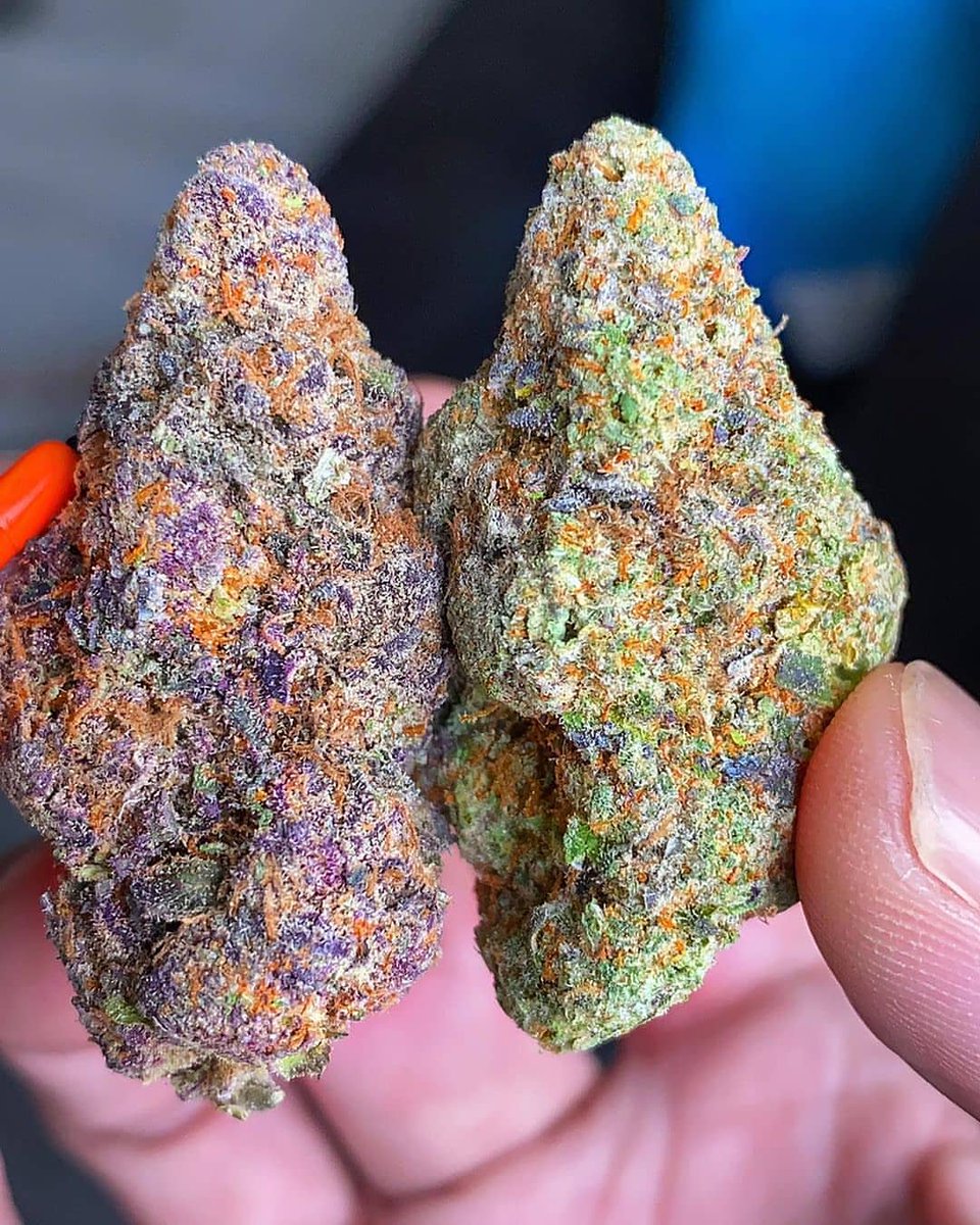 sincity seeds tweet media