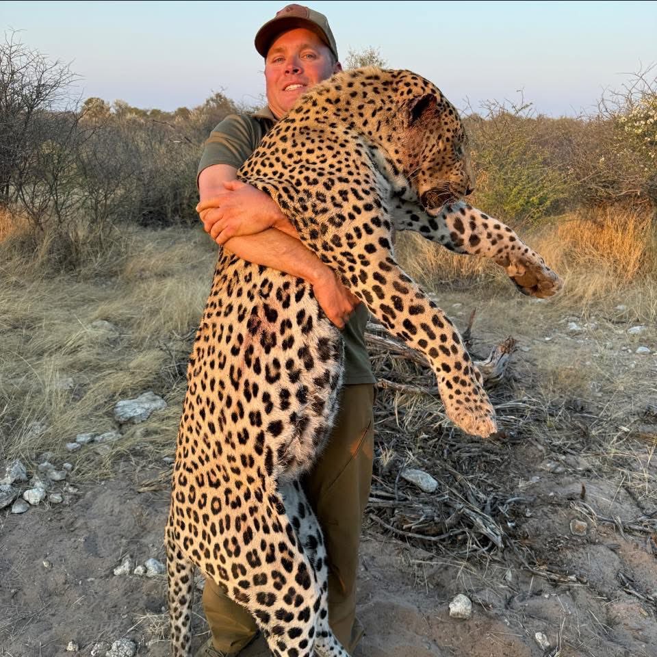 Colton Bolf, Texas sat in a blind waiting for this leopard to come and feed on bait and then killed him. Bloody coward. 🤬
#BanTrophyHunting RT
<a href="/SARA2001NOOR/">Sara✌️💙🍉peaceFOReveryone</a> <a href="/Angelux1111/">Angel</a> <a href="/Gail7175/">WatchDominion.com Ⓥ</a> <a href="/Lin11W/">🌱🌹❤️ Anonymous for the voiceless ❤️🌹🌱</a> <a href="/Protect_Wldlife/">PROTECT ALL WILDLIFE</a> <a href="/PhaedraXTeddy/">Phaedra</a>