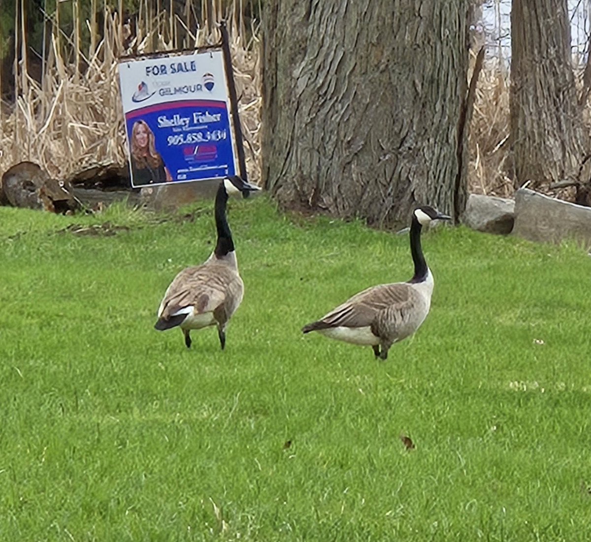 WritingSparkle's tweet image. Another nature picture for photo of the day.
#photographychallenge #photooftheday #naturephotography #geese #Canada
