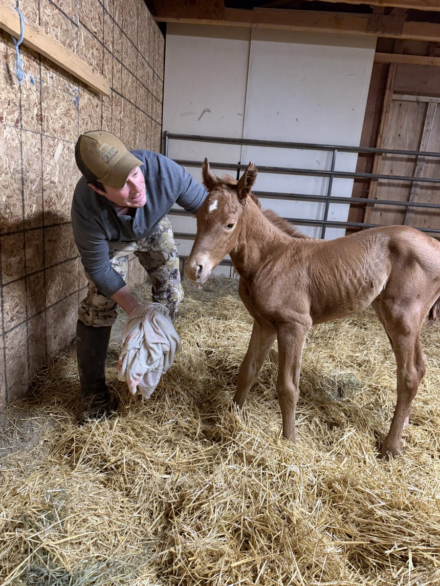 RainsforMT's tweet photo. Spring is here! Campaigning is its own full-time job with call time, meeting voters and traversing the state but the work on the ranch doesn’t take a pause.

First foal was a middle of the night surprise! 10 days early and was born and up in between 3 hour nightly checks! Such a cutie!