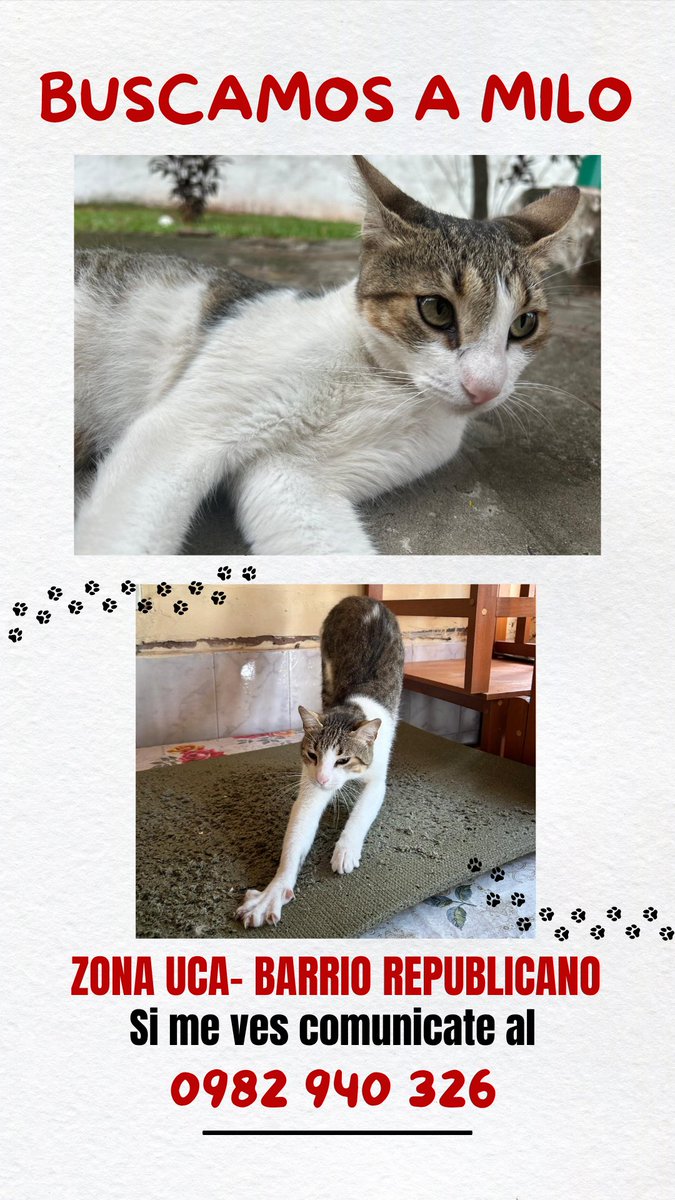 FAVOR COMPARTIR🙏

Buscamos a Milo, se perdió ayer cerca de su casa en el barrio republicano de Asunción- Zona UCA.

Se ofrece recompensa.

Si le ves y podés retenerle, contactá con su mami al: 0982940326
