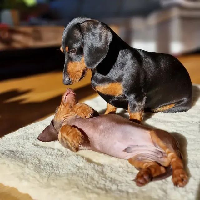 dachshundbonus's tweet image. What a romantic photography  😍 🥰 😘 ❤️ 💕 #dachshund #doxie #dog #puppy #cute #funny #hotdog