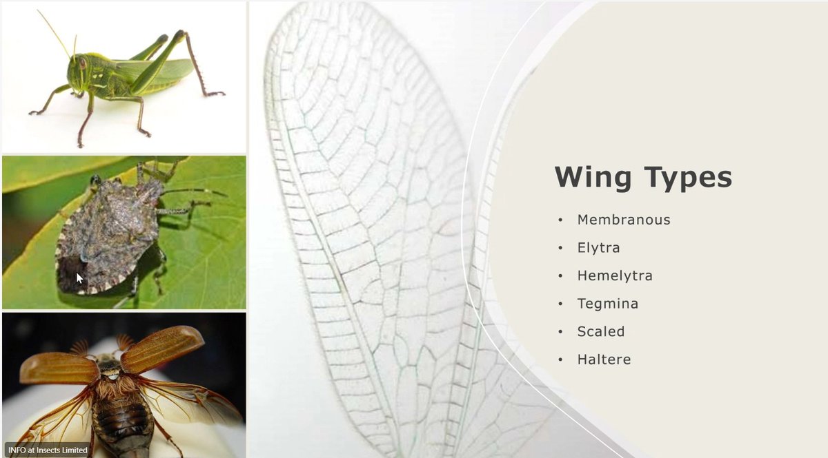 InsectsLimited's tweet photo. We’re continuing our Brown Bag Lunch &amp; Learn series here at Insects Limited, and this session was a fascinating one.

Sam walked us through how insects achieve flight, even when it looks like some of them shouldn’t be able to. 🐝

We love continuing to learn as a team! https://t.co/N2pzWOBcyh