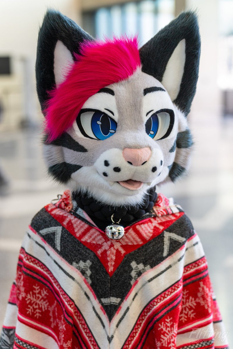 Soju cat ➔ CFZ, Awoostria tweet media