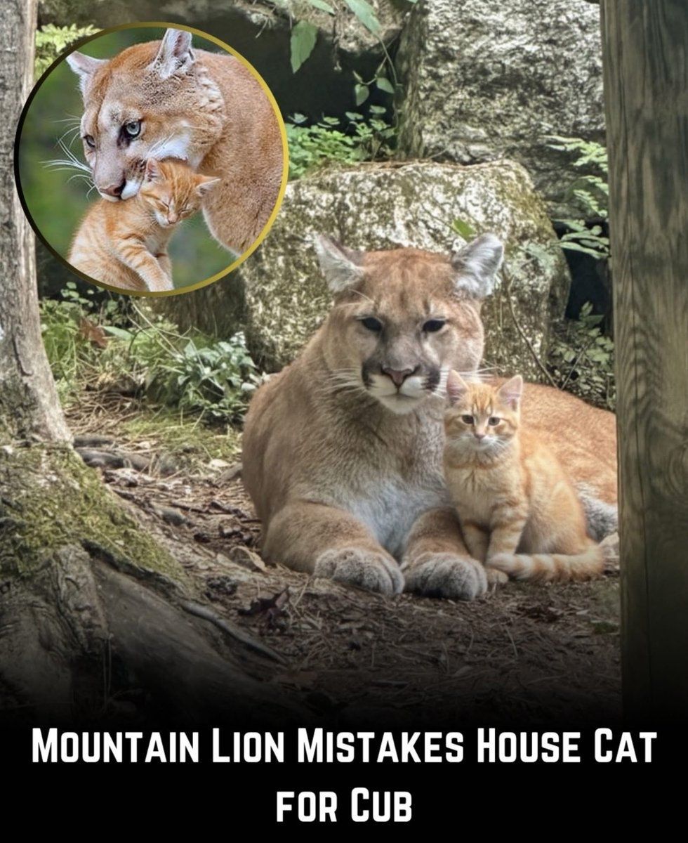 Internet Slop tweet media