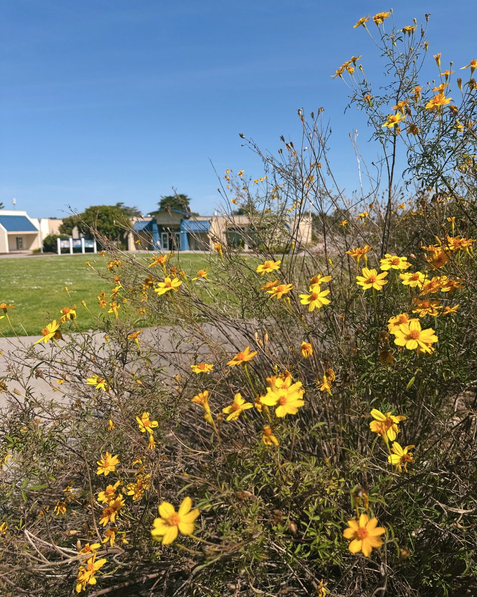 Cal State Monterey Bay tweet media