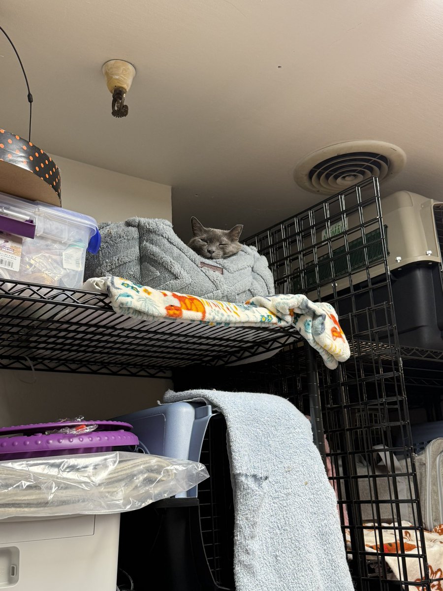 Friends of Bear Cat Rescue tweet media