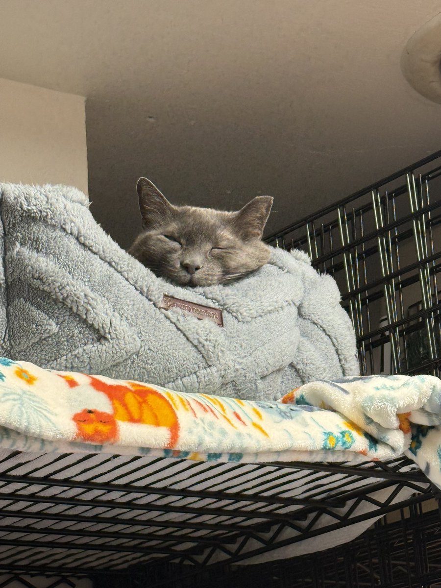 when people visit the rescue I have to be like "oh that's just James Graybie, that's his shelf. He's nervous, please try to avoid perceiving him"