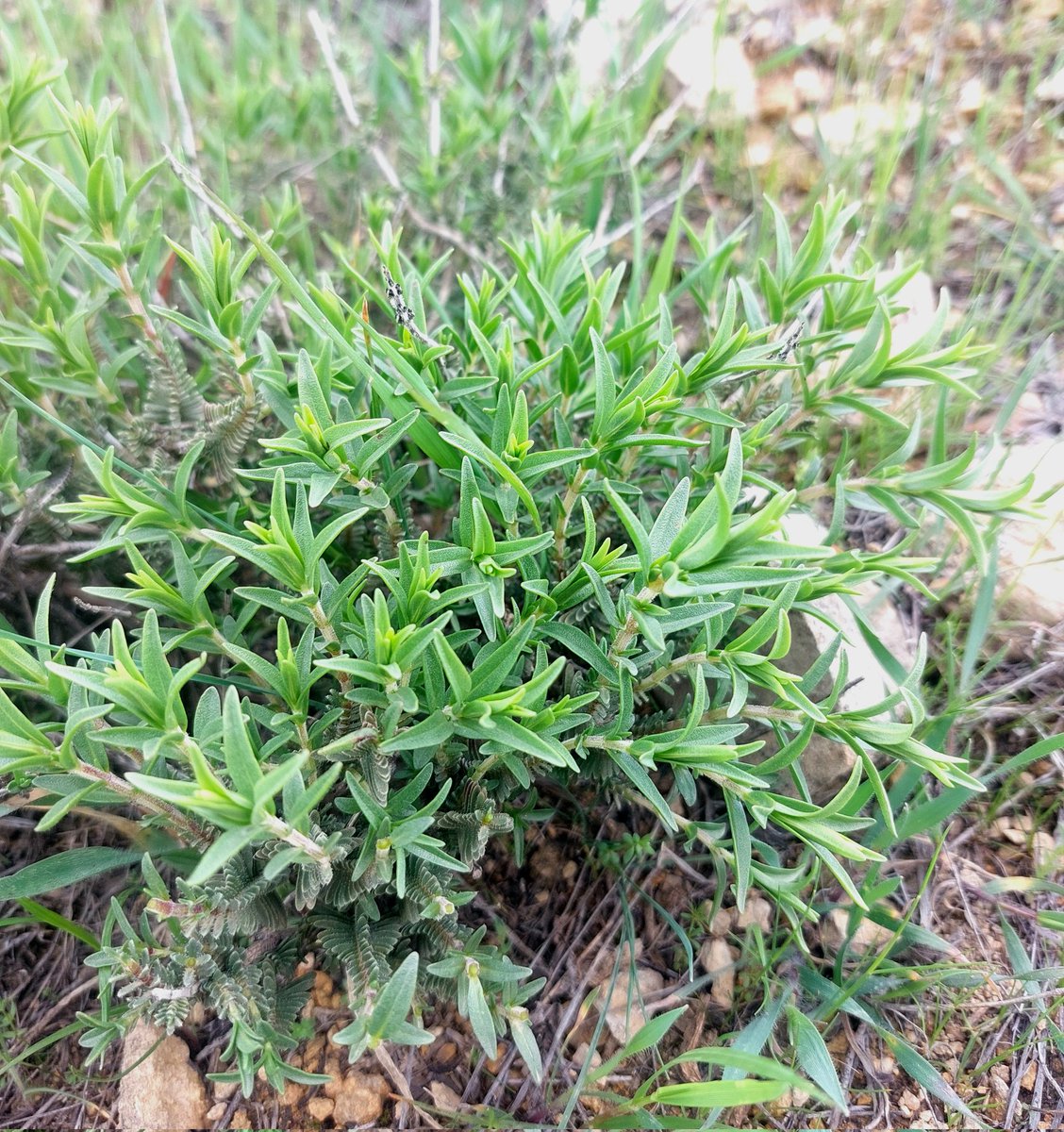 meryemcsknc's tweet image. Burçak Otu, Emzik Otu, Yabani Kekik, Yabani Adaçayı 
(Yabani sözcüğü ne güzel di mi?) 
#Yeşilli #Mardin
Bugün selamlaştıklarım. 🐛