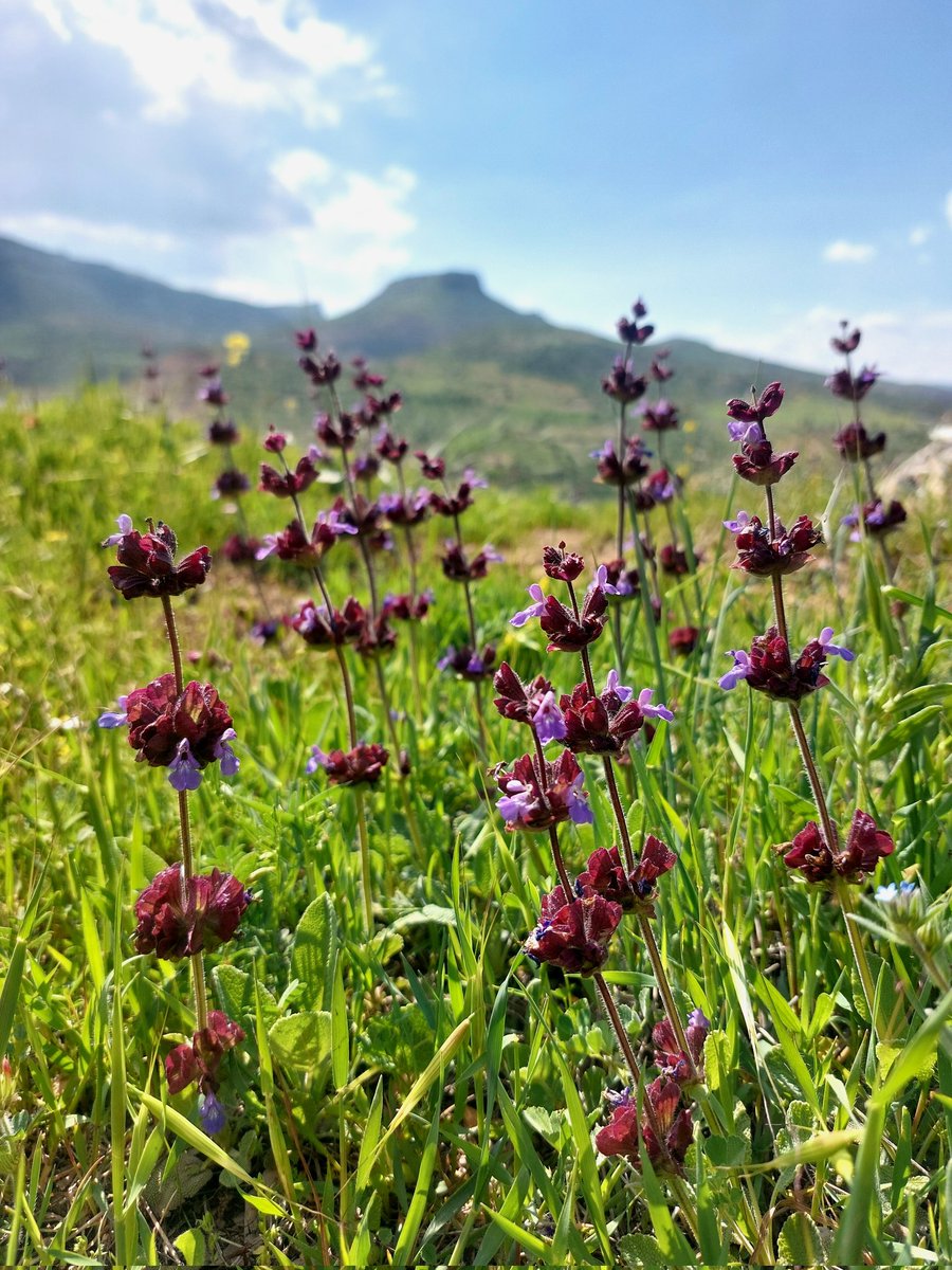 meryemcsknc's tweet image. Burçak Otu, Emzik Otu, Yabani Kekik, Yabani Adaçayı 
(Yabani sözcüğü ne güzel di mi?) 
#Yeşilli #Mardin
Bugün selamlaştıklarım. 🐛