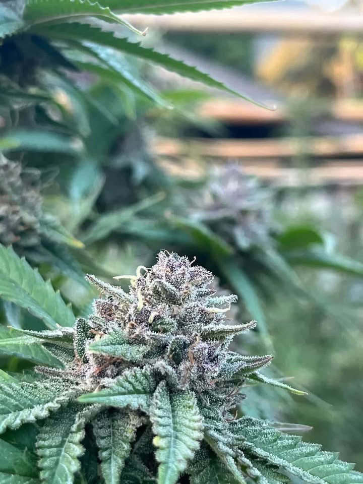 kaai_neuua_boi's tweet image. From Farm to You 🚜💨 อัปเดตความสดใสจากในฟาร์มวันนี้! ดอกกำลังบานสะพรั่งพร้อมคุณภาพที่เต็มเปี่ยม

ช่องทางการติดต่อ:
💬 Line ID(.) : 0924153858.
🌐 Group :  line.me/ti/g/OXAbFKPi6a
📩 ทักแชทสอบถามปรึกษาฟรี!

#GoodVibes #HempCommunity #ผ่อนคลายด้วยธรรมชาติ #กัญชาไทย #NatureTherapy