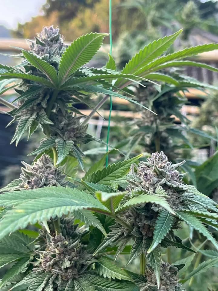 kaai_neuua_boi's tweet image. From Farm to You 🚜💨 อัปเดตความสดใสจากในฟาร์มวันนี้! ดอกกำลังบานสะพรั่งพร้อมคุณภาพที่เต็มเปี่ยม

ช่องทางการติดต่อ:
💬 Line ID(.) : 0924153858.
🌐 Group :  line.me/ti/g/OXAbFKPi6a
📩 ทักแชทสอบถามปรึกษาฟรี!

#GoodVibes #HempCommunity #ผ่อนคลายด้วยธรรมชาติ #กัญชาไทย #NatureTherapy