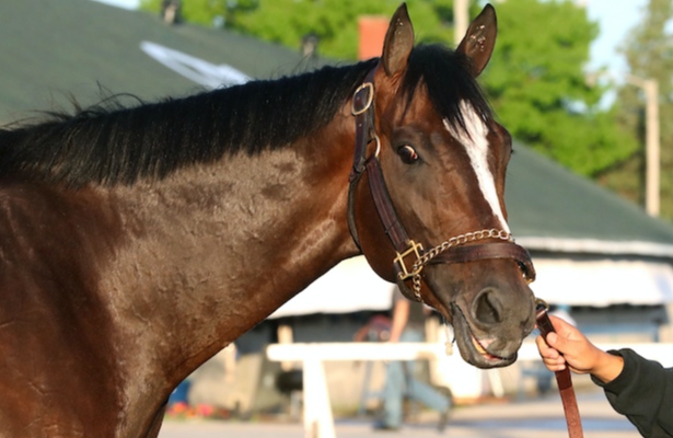 HR_Nation's tweet photo. Kentucky Derby pedigree: Chief Wallabee has the stamina and talent to compete, but is he mentally prepared?

https://t.co/zLbJqxHLxo

📸: Renee Torbit / Coady Media https://t.co/DGS4uAHGvm