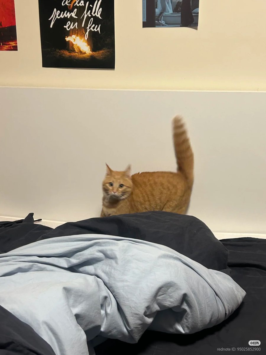 No Context Cats tweet media