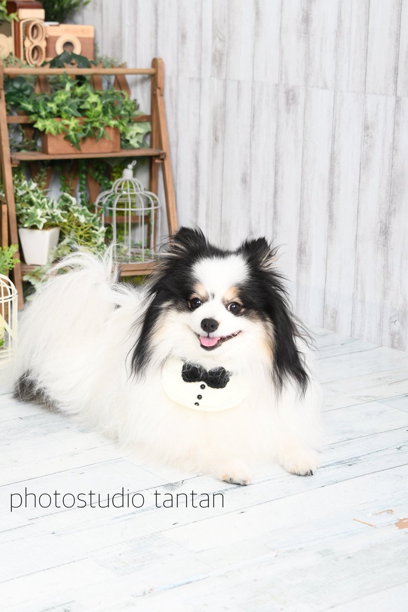 studiotantan's tweet photo. ･
ペットフォトを撮るなら、フォトスタジオ タンタンにお任せください。

普段、なかなか撮影が難しい子もプロにお任せを！！

※お座りなど、位置づけは飼い主様にお願いしております

撮影データはすべてお渡しします！

初めての方も、お気軽にお問い合わせください。

#ペットフォト
#わんちゃん https://t.co/HQzfeVkQ5M
