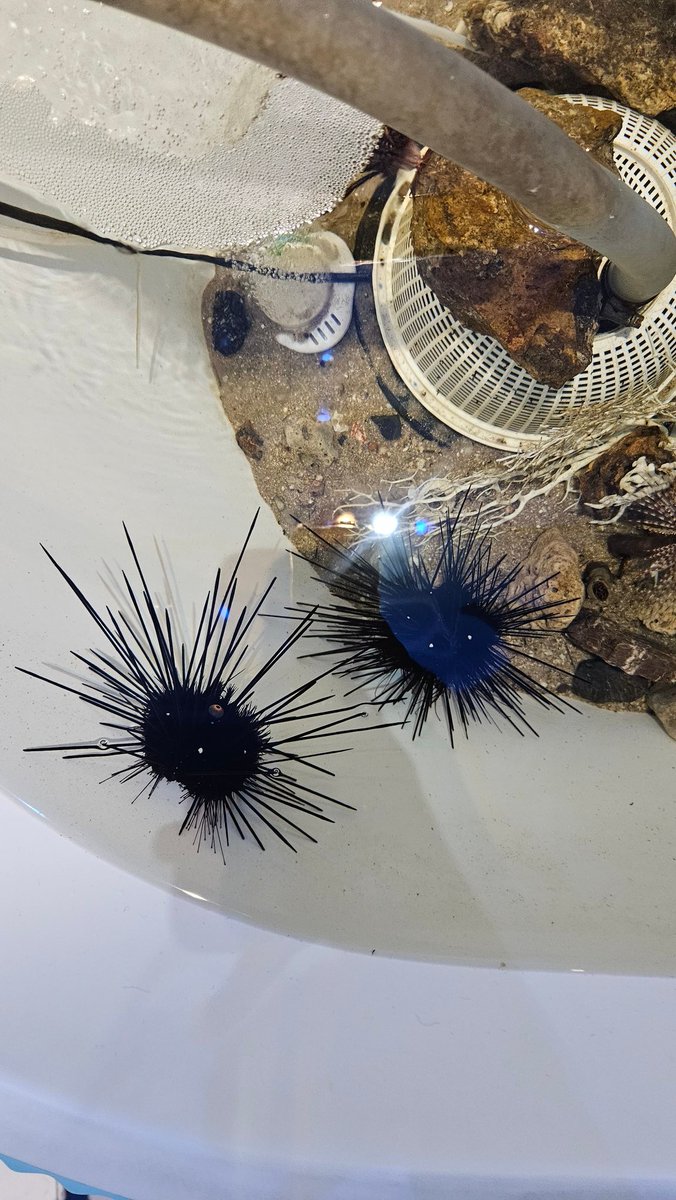 Pocket Pita.🌈 tweet media