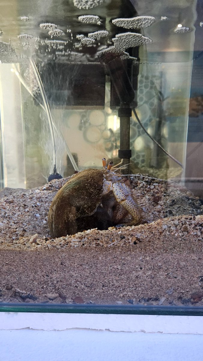 Pocket Pita.🌈 tweet media