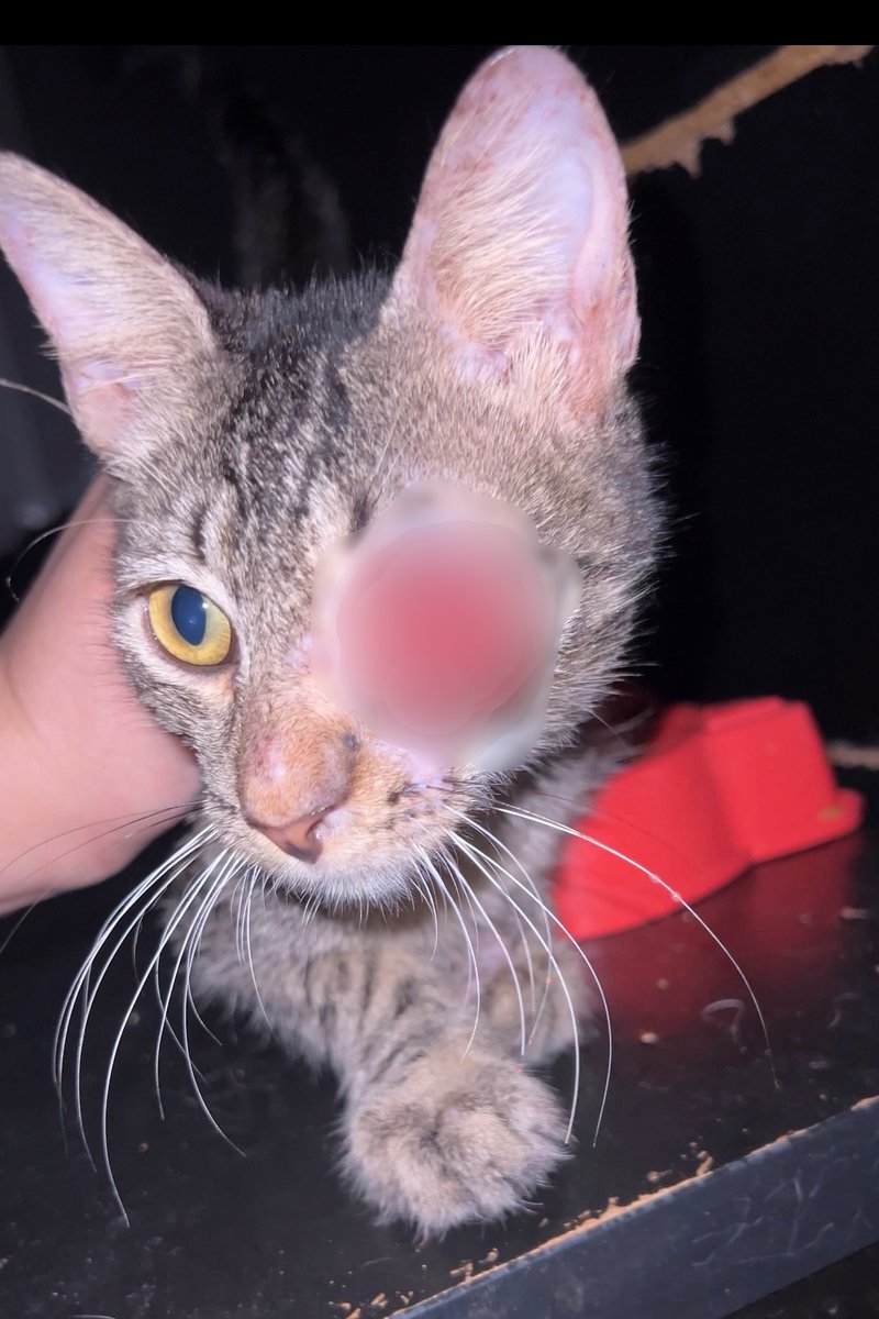 Titios, no fim de semana será a minha cirurgia, ainda falta pagar o que ficou faltando da última vez que estive lá.
Hoje, estamos sem ração para os gatos e cachorros, os sachês dos mais frágeis, areia, estamos em falta de tudo. 
Se desejar entrar em contato com a loja 
+