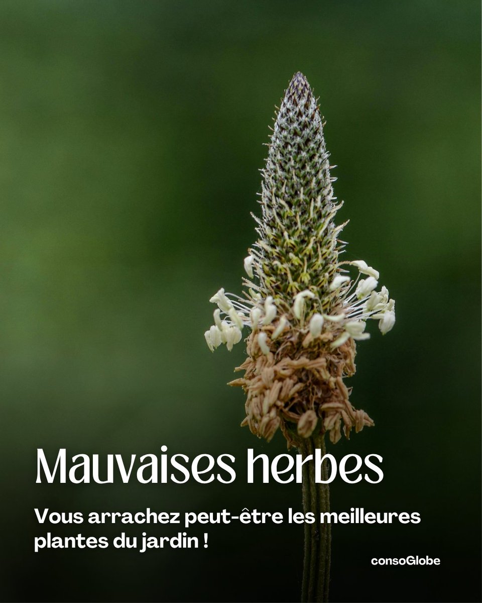 consoglobe's tweet image. Pissenlit, trèfle, ortie : certaines “mauvaises herbes” sont précieuses au jardin. Découvrez lesquelles garder 🌱
➡️ consoglobe.com/identifier-mau…

 #jardin #nature #ecologie