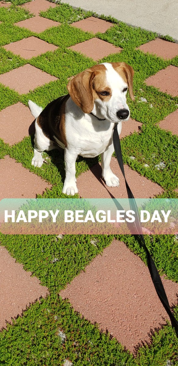 Manolo42O's tweet photo. @beaglefacts Happy National #Beagle Day!! https://t.co/kIGcskluyD