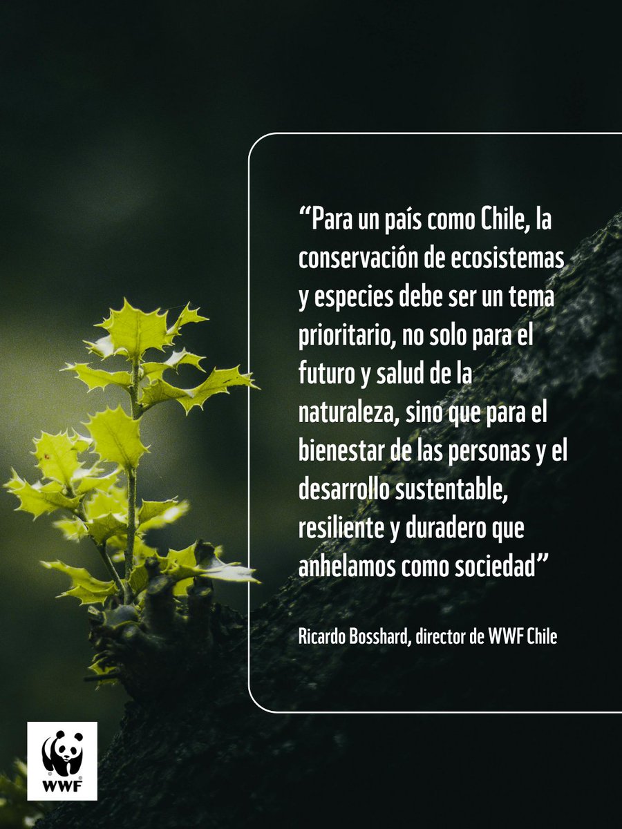 WWFChile's tweet photo. 🐼💚🌎 En el  marco del Día de la Tierra, WWF Chile realizó un llamado a seguir  avanzando en la protección de la biodiversidad en el país. 

Cada  22 de abril, desde 1970, esta conmemoración invita a reflexionar sobre  nuestra relación con el planeta y la responsabilidad compartida de  resguardar la naturaleza que sostiene la vida. En esta versión de la  efeméride, el tema central es “Nuestro poder, nuestro planeta”,  colocando el acento en la responsabilidad colectiva para enfrentar la  triple crisis ambiental de pérdida de naturaleza, cambio climático y  contaminación.