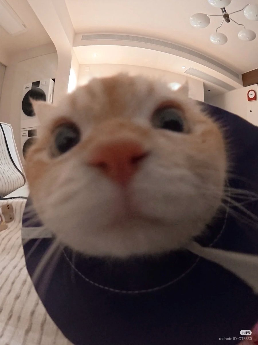nocontextscats's tweet photo. 😚 https://t.co/UXh9HZFXVs