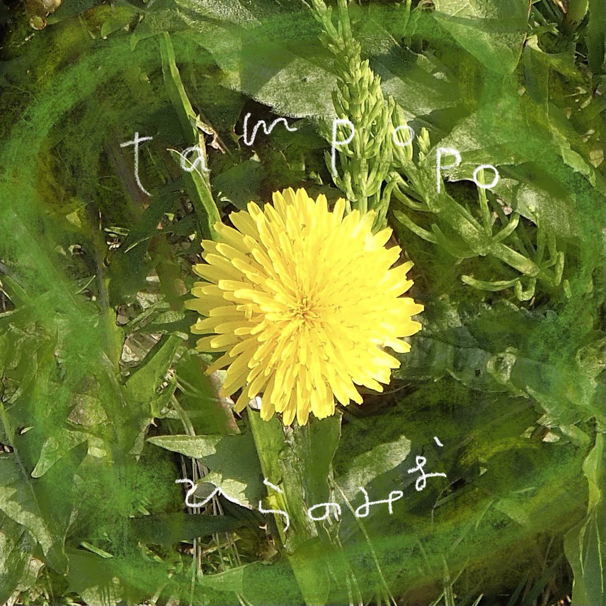 hiranomi_o's tweet photo. !!    𝕆𝕌𝕋  ℕ𝕆𝕎    !! 
𓂃 ✿𓈒𓏸 𓂃 ❀.*･ﾟ 𓂃 ✿𓈒𓏸  𓂃  ❀.*･ﾟ

⁡🆕⁡ Single 『たんぽぽ』  デジタルリリースされました \ ♪♪ /
⁡
春にたいせつに歌ってきた1曲🌼
ぜひぜひお聴きください🎧₊˚⊹ ʚɞ
⁡
𓂃 ✿𓈒𓏸 𓂃 ❀.*･ﾟ 𓂃 ✿𓈒𓏸  𓂃  ❀.*･ﾟ
➡️https://t.co/R4n63A7SVs https://t.co/NN3yChPTQr