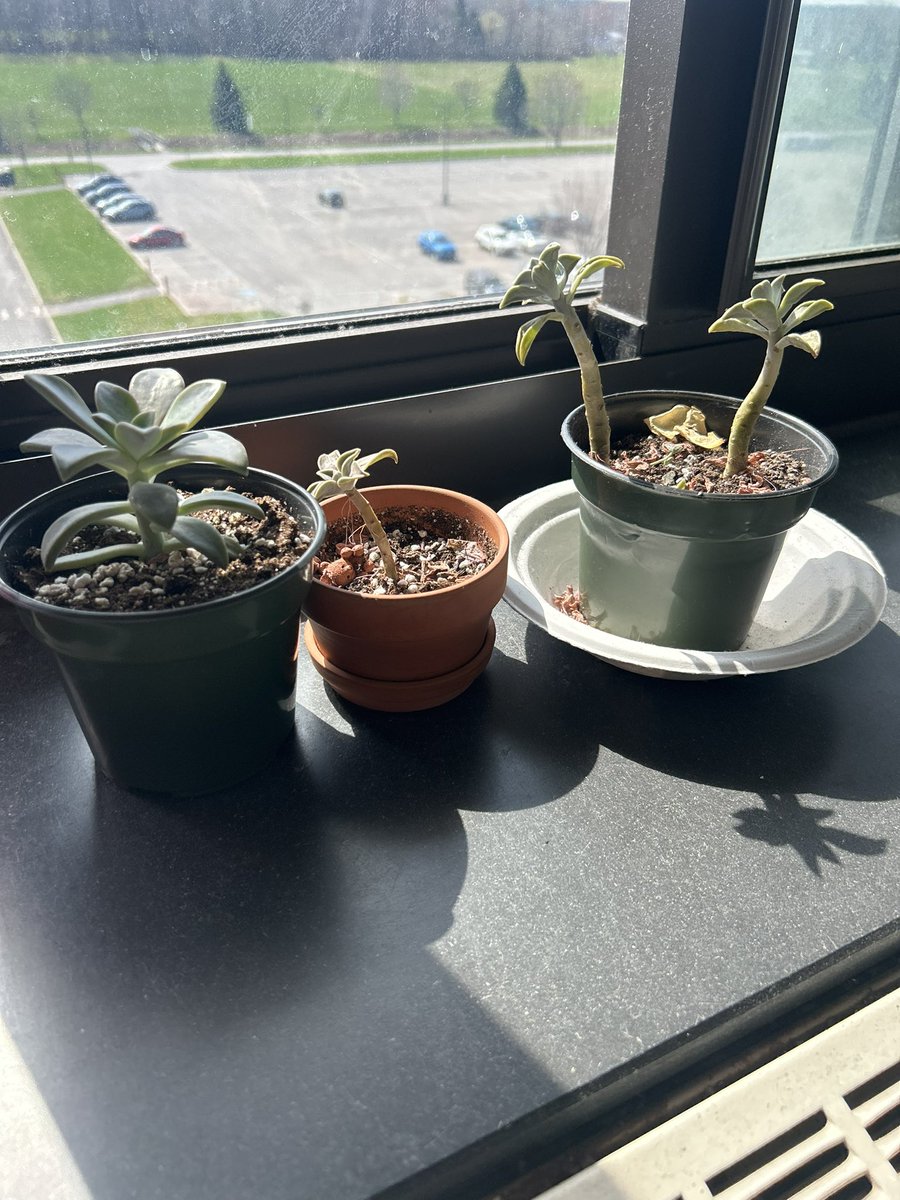 nat ⚞•⚟ 🦖 tweet media