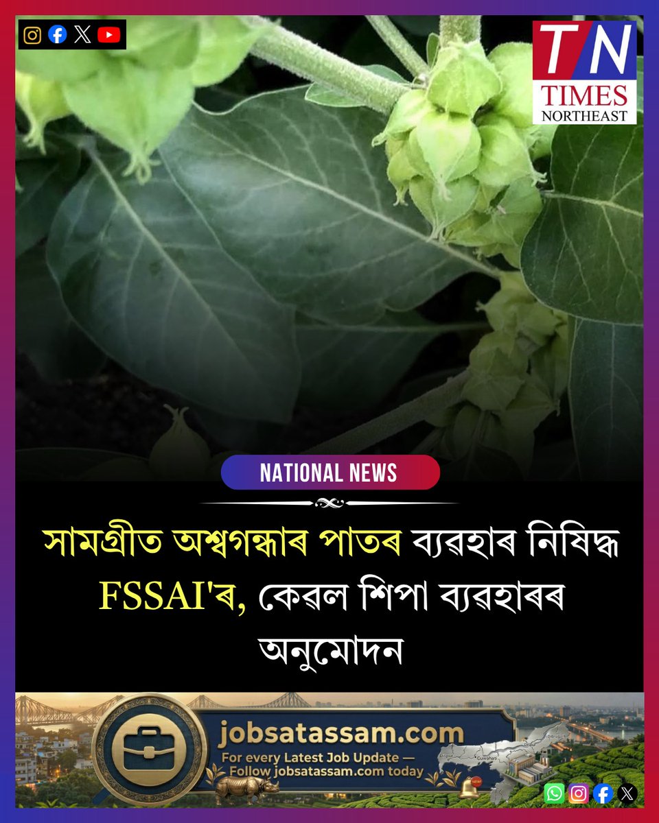TNortheast's tweet image. সামগ্ৰীত অশ্বগন্ধাৰ পাতৰ ব্যৱহাৰ নিষিদ্ধ FSSAI'ৰ, কেৱল শিপা ব্যৱহাৰৰ অনুমোদন।

#FSSAI #Ashwagandha #HealthNews #IndiaNews #Ayurveda #TimesNortheast
