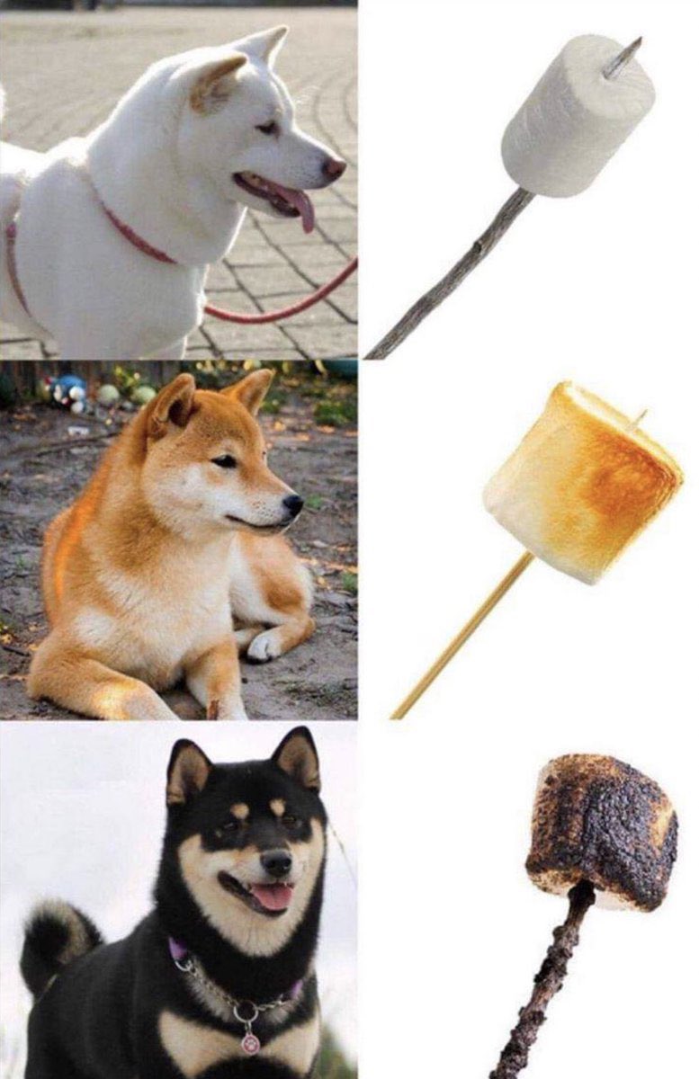 柴犬＝マシュマロ？