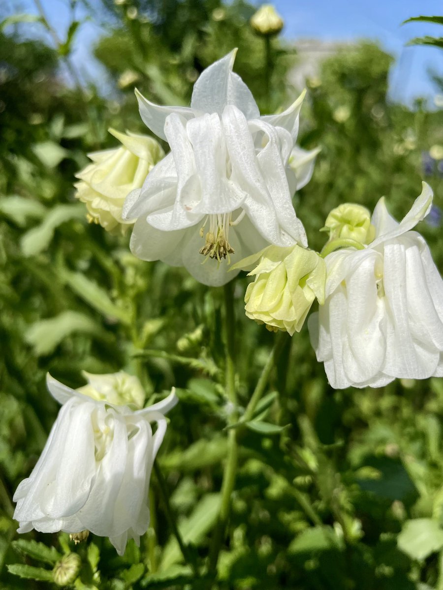 みかえる tweet media